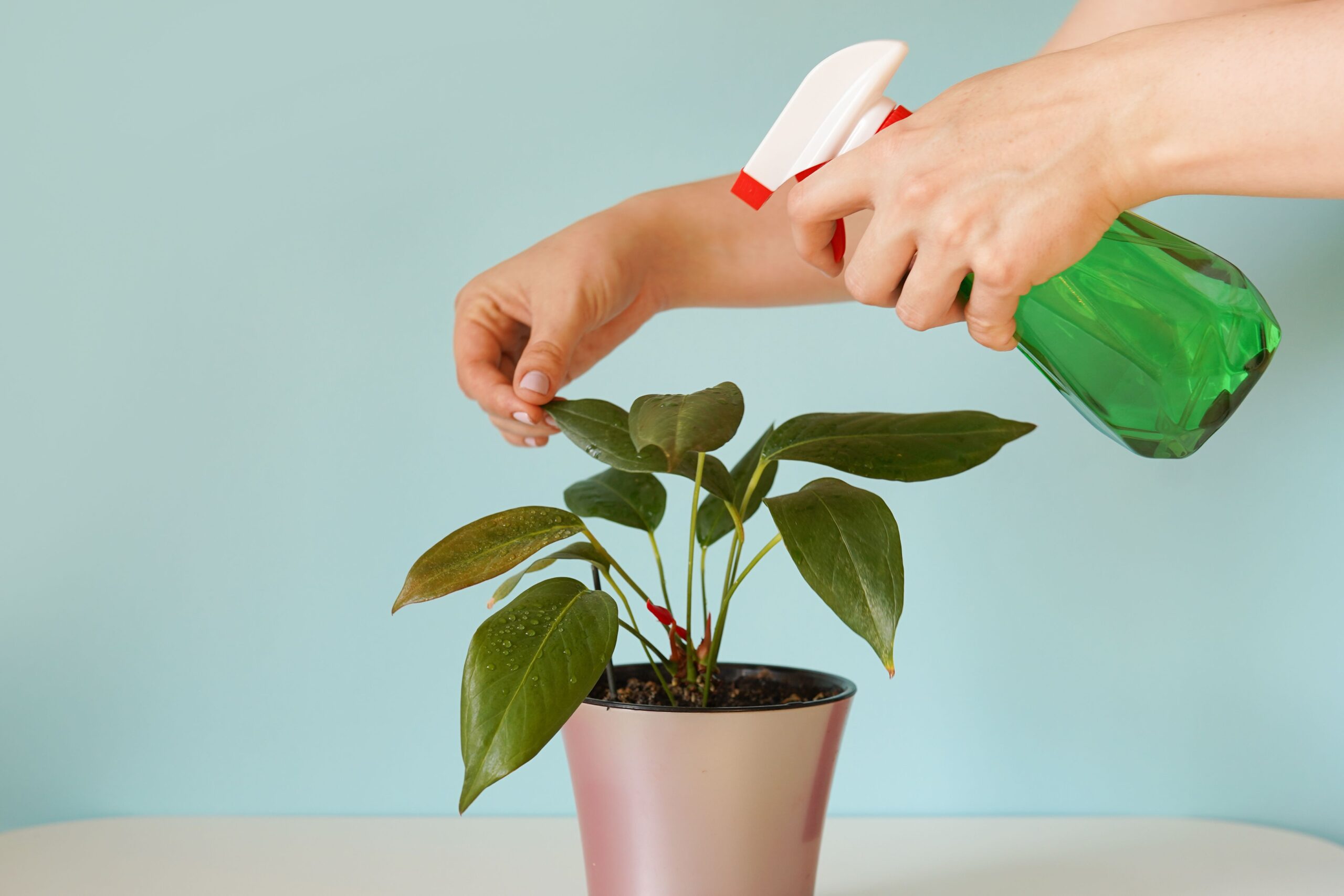 9 Best Misters to Keep Houseplants Healthy