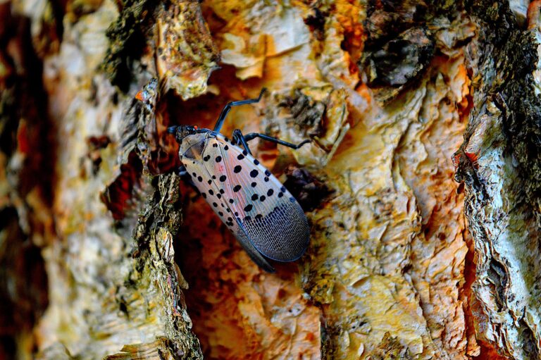 Lanternflies Are Overwhelming 14 States As They Breed Rapidly This Fall