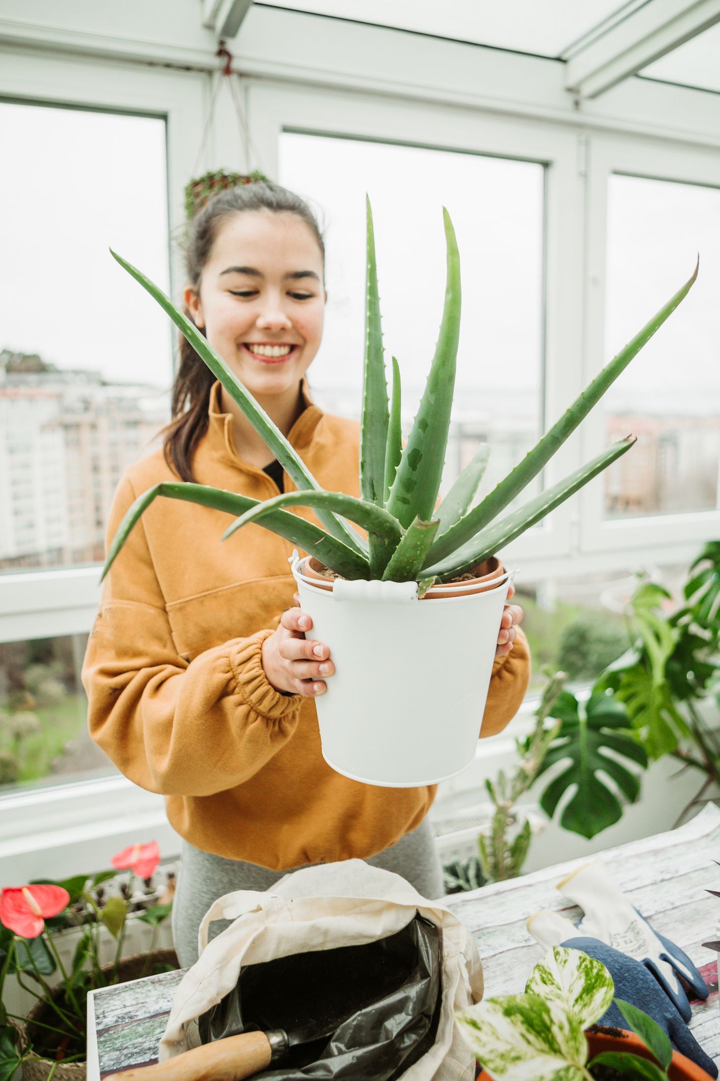 Follow This Step-by-Step Video to Easily Repot Your Aloe Vera Plants