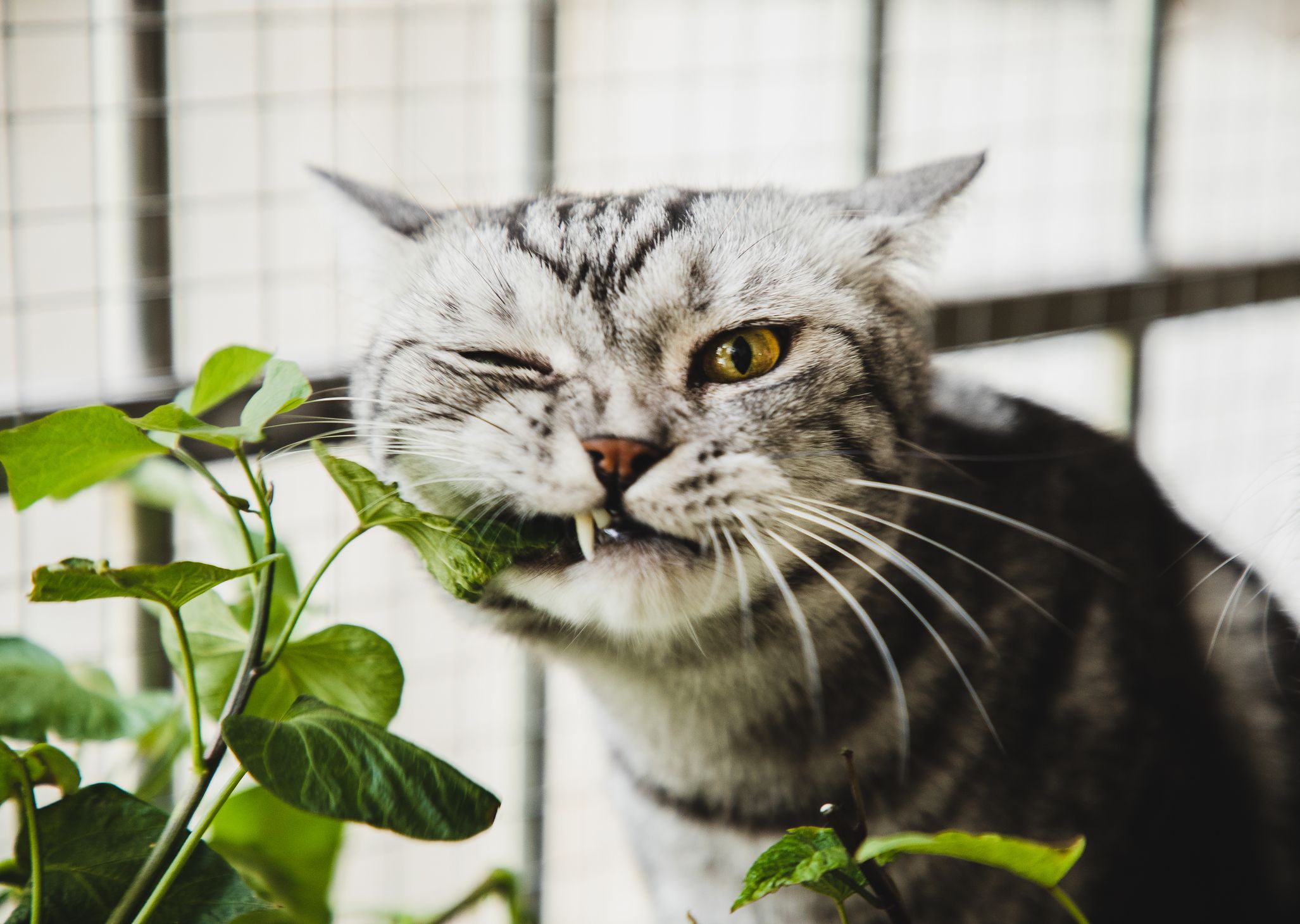 Here's Why the Cat Palm Is One of the Few Plants Cats Can Safely Nibble