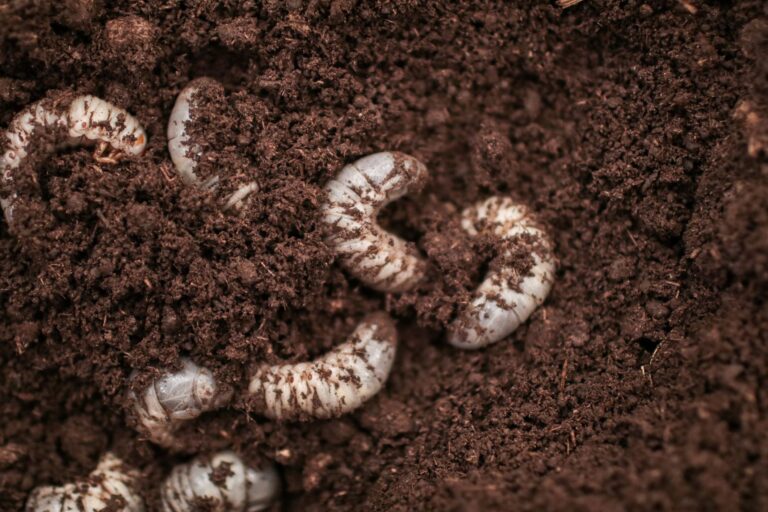 white larvae in soil